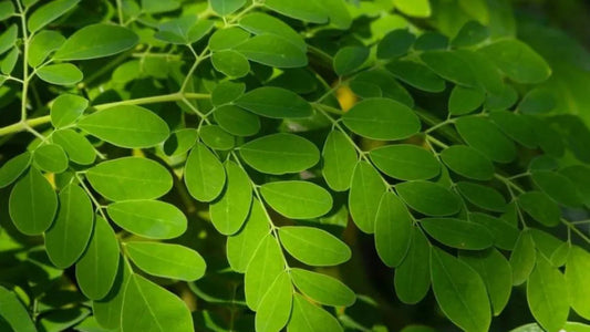 The Moringa Miracle: Why This Superfood is a Must-Have for Your Health