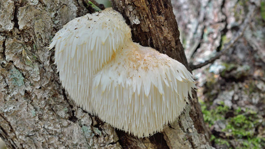 Discover the Top 10 Benefits of Lion's Mane Mushroom